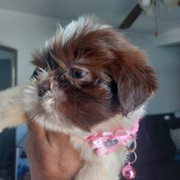 Daisy - Chocolate and tan female Shih Tzu puppy in Azusa, California from RJ Shih Tzu lover