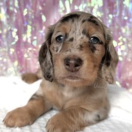 Doctor Barbie - Dapple female Dachshund puppy in Chandler, Arizona from Vonaducci Doxies, LLC.