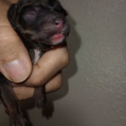 Girl 2 Coated - Black and white female Xoloitzcuintli puppy in Atwater, California from Cen Cal Xoloitzcuintle
