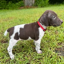 Doc - Liver and white male German Shorthaired Pointer puppy in Georgia from CMC Farms