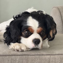 Henry - Cavalier King Charles Spaniel