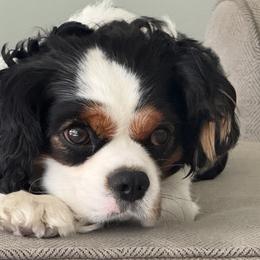 Henry - Cavalier King Charles Spaniel