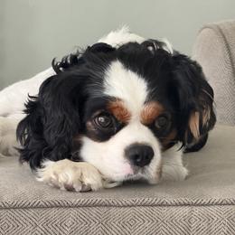 Henry - Cavalier King Charles Spaniel