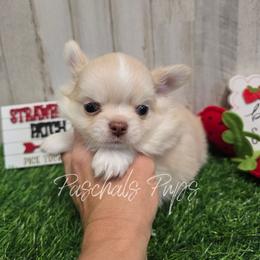 Domino - Cream and white male Chihuahua puppy in Bowdon, Georgia from Paschal's Pups