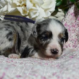 Amber - Blue merle female Australian Shepherd puppy in Placerville, California from BFF Aussies