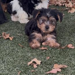 Maverick - Black and tan male Yorkshire Terrier puppy in Kingston, Oklahoma from Lake Life