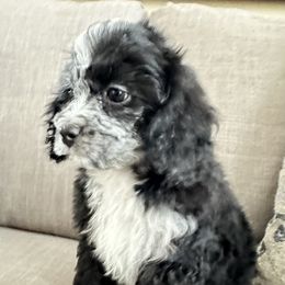 Cavapoo Puppies from Corey’s Pups