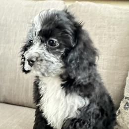 Cavapoo Puppies from Corey’s Pups