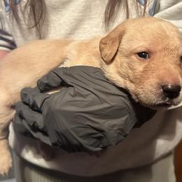 Bud (Gray Collar) - Yellow male Labrador Retriever puppy in Sparta, Wisconsin from Valley Creek Dog Boarding and Training