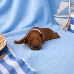 F1B Goldendoodle Bay - Red  male Goldendoodle puppy in Redding, California from Casa Delarosa Collective Poodles & Doodles