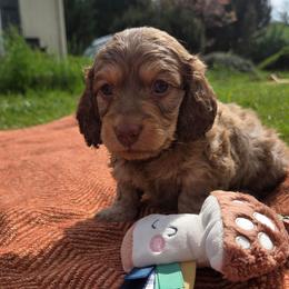 Flynn - Cream male Dachshund puppy in Yacolt, Washington from Cassiopeia Doxies