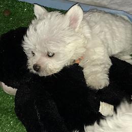 Maltese Puppies from Emotional Amor Support
