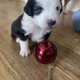 Miniature Australian Shepherd Puppies from shaylea McMillan