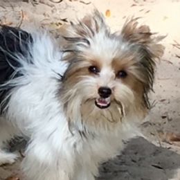 Biewer Terriers and Maltese from Dog Daze