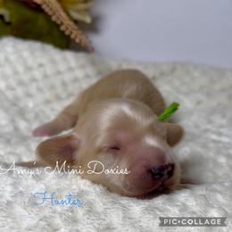AKC Hunter (Green) - Cream male Dachshund puppy in Jena, Louisiana from Amy’s Mini Doxies