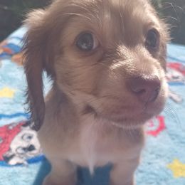 Dachshund Puppies from Nikas Baby Beanz LH Dachshunds