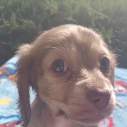 Dachshund Puppies from Nikas Baby Beanz LH Dachshunds