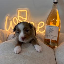 Rosé - Red merle female Miniature Australian Shepherd puppy in Massapequa, New York from All That Auss Mini Aussies