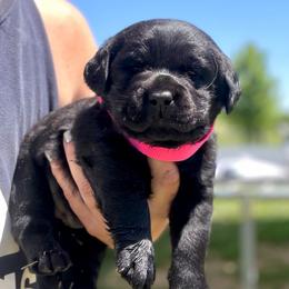 Navy - Black female Labrador Retriever puppy in Baldwin City, Kansas from Hedge Lane Labradors