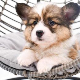 Pembroke Welsh Corgi Puppies from MG Corgis