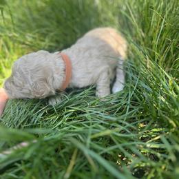 Pumpkin - Cream female Goldendoodle puppy in Cameron Park, California from Silkie Doodles