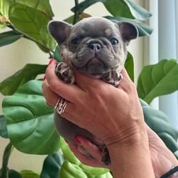 Steele - Tricolors male French Bulldog puppy in Renton, Washington from Laurel Canyon Kennels