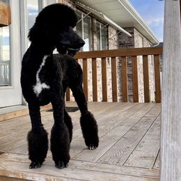 Bernedoodles and Poodles from Salty Standards