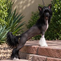 Chinese Crested All Grown Up from Crest-Vue Chinese Cresteds