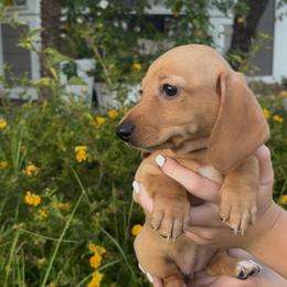 Winnie (Girl 3) - Red female Dachshund puppy in Corona, California from M & M Doxies