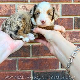 Mulan - Chocolate merle female Bernedoodle puppy in Owasso, Oklahoma from Kallams Bernedoodles & Bernese Mountain Dogs