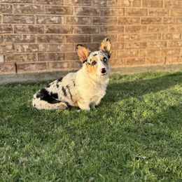 Maizie - American Corgi