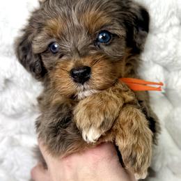 Orange collar girl - Merle female Bernedoodle puppy in Crete, Illinois from Plum Valley Pups