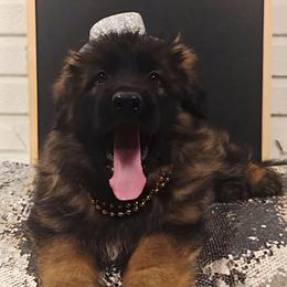 Forest - Sable male German Shepherd puppy in Tippecanoe, Indiana from Mächtiger Barkerheim