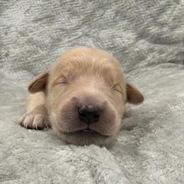 Jafar-Orange Collar - Golden male Golden Retriever puppy in Monterey, Tennessee from Lawson’s Green Acres Goldens and Mini Dachshunds