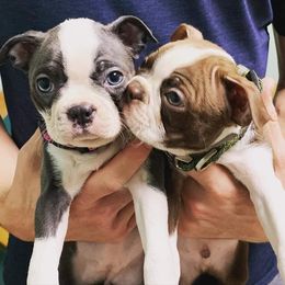 Boston Terrier Puppies from Beatrice's Kennels