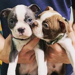 Boston Terrier Puppies from Beatrice's Kennels