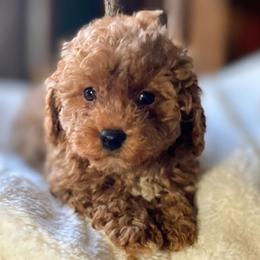Reno - Apricot male Poodle puppy in Utica, Ohio from Poodle Me Crazy