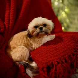 Flicka - Shih Tzu