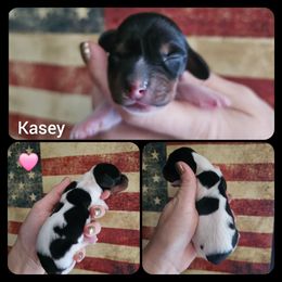 Kasey - Piebald female Dachshund puppy in Poplar Bluff, Missouri from DT Dachshunds