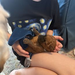 Pan - Wheaten male Soft Coated Wheaten Terrier puppy in Rochester, New York from Wagging Wheatens