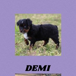 Miniature Australian Shepherd and Toy Australian Shepherd All Grown Up from BK Rustic Aussies