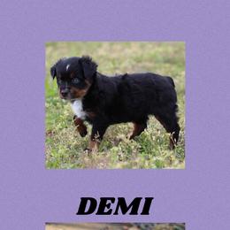 Miniature Australian Shepherd and Toy Australian Shepherd All Grown Up from BK Rustic Aussies