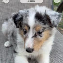 Luxe - Blue merle female Collie puppy in Yukon, Oklahoma from ColliesOklahoma