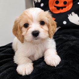 Teal- Hazel - female Cavapoochon puppy in Kountze, Texas from CaviCajun Kennels