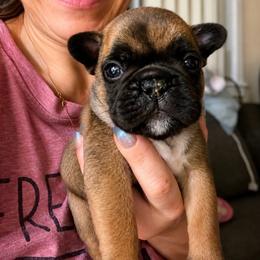 Blue Boy Bravo - Fawn and white male French Bulldog puppy in Spanaway, Washington from Beloved Frenchies