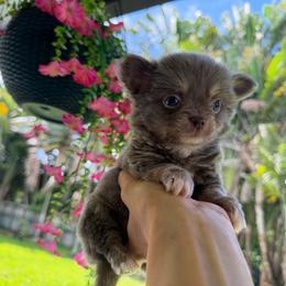 Lilac girl - Silver and white female Chihuahua puppy in Miami, Florida from Natalias Tiny Puppies