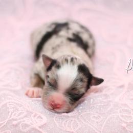 Australian Shepherd, Miniature American Shepherd, Miniature Australian Shepherd, and Toy Australian Shepherd Puppies from Painted Blue Aussies