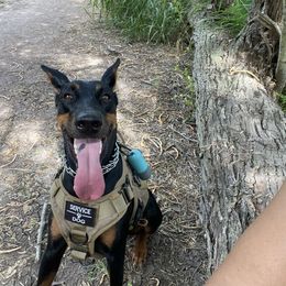 Bella - Doberman Pinscher