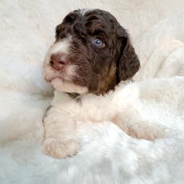 Norman - Brown and white male Bernedoodle puppy in Osage City, Kansas from Golden Ridge Goldens