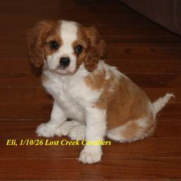 Eli - Blenheim male Cavalier King Charles Spaniel puppy in Quapaw, Oklahoma from Lost Creek Cavaliers
